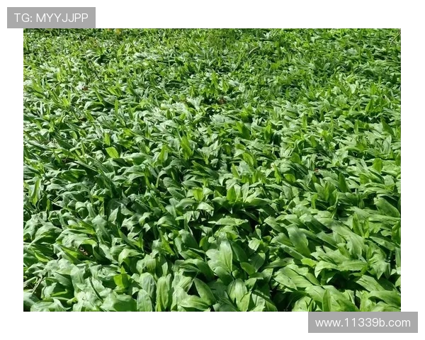 探索菠菜论坛吧:分享菠菜种植与烹饪技巧的交流平台